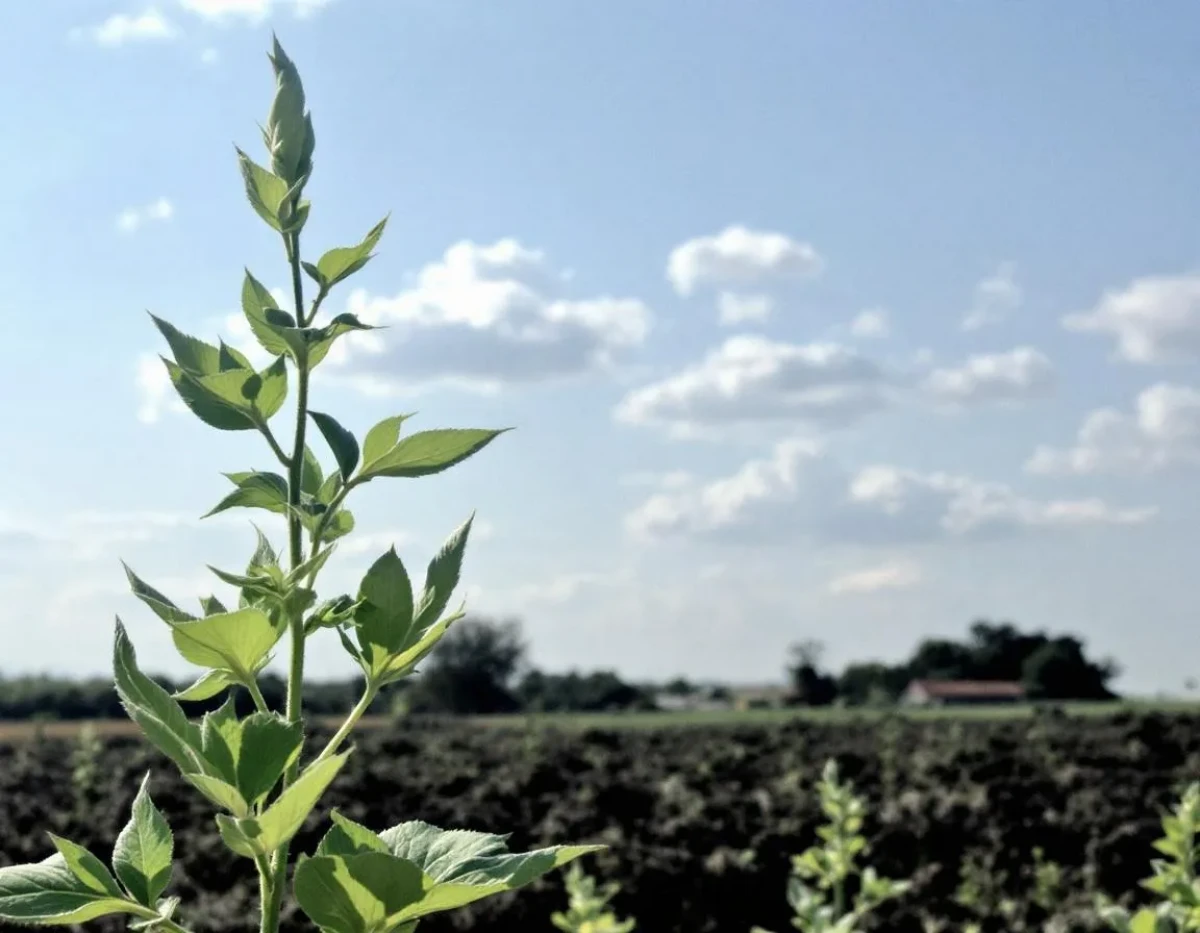 L'Assurance Multirisque Agricole : Protection Complète pour les Exploitations Agricoles Modernes